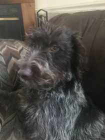 Lost Dog