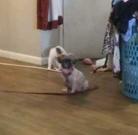 Lost Dog