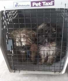 Lost Dog