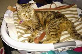 Lost Cat