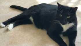 Lost Cat