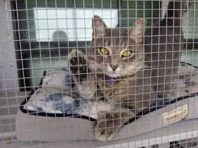 Lost Cat