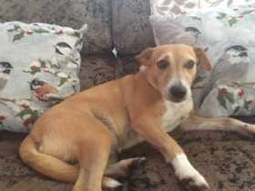 Lost Dog