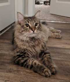 Lost Cat