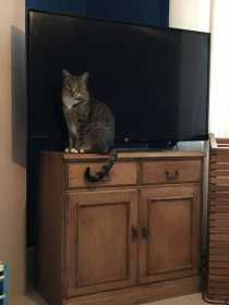 Lost Cat