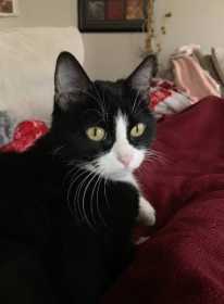 Lost Cat