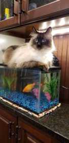 Lost Cat