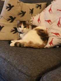 Lost Cat