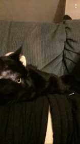 Lost Cat