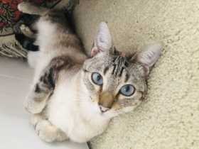 Lost Cat