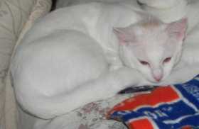 Lost Cat