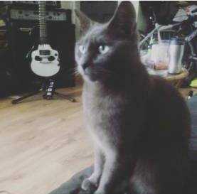Lost Cat