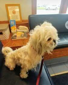 Lost Dog