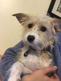 Lost Dog