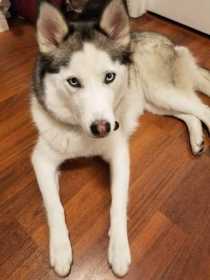 Lost Dog
