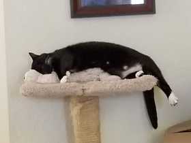 Lost Cat