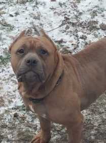 Lost Dog