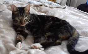 Lost Cat