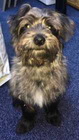 Lost Dog