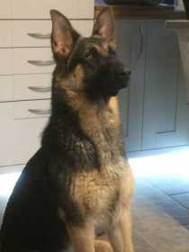 Lost Dog