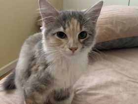 Lost Cat