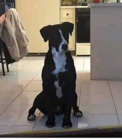 Lost Dog