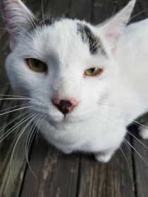 Lost Cat