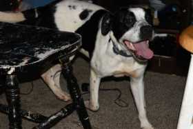 Lost Dog