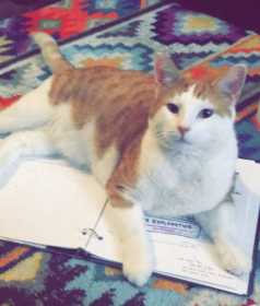 Lost Cat