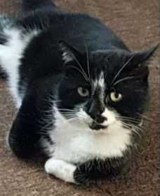 Lost Cat