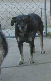 Lost Dog