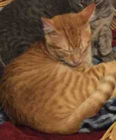 Lost Cat