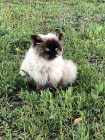 Lost Cat