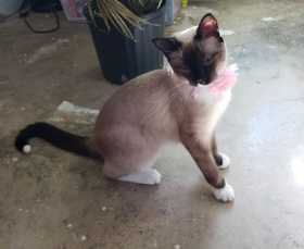 Lost Cat