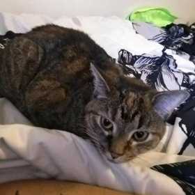 Lost Cat