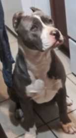 Lost Dog