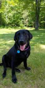 Lost Dog