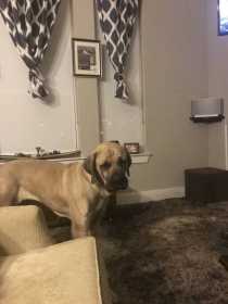 Lost Dog