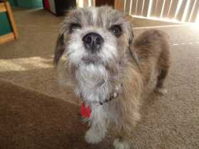 Lost Dog