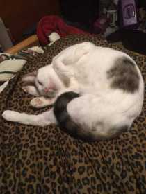 Lost Cat