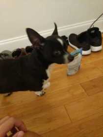 Lost Dog