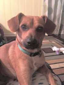 Lost Dog