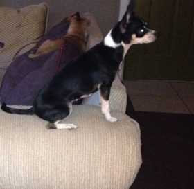 Lost Dog