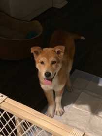 Lost Dog