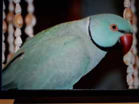 Lost Indian Ringneck Parakeet