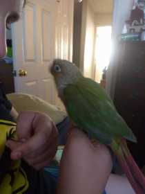 Lost Conure