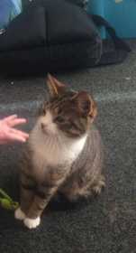 Lost Cat
