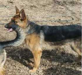Lost Dog