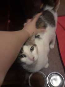 Lost Cat