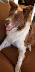 Lost Dog